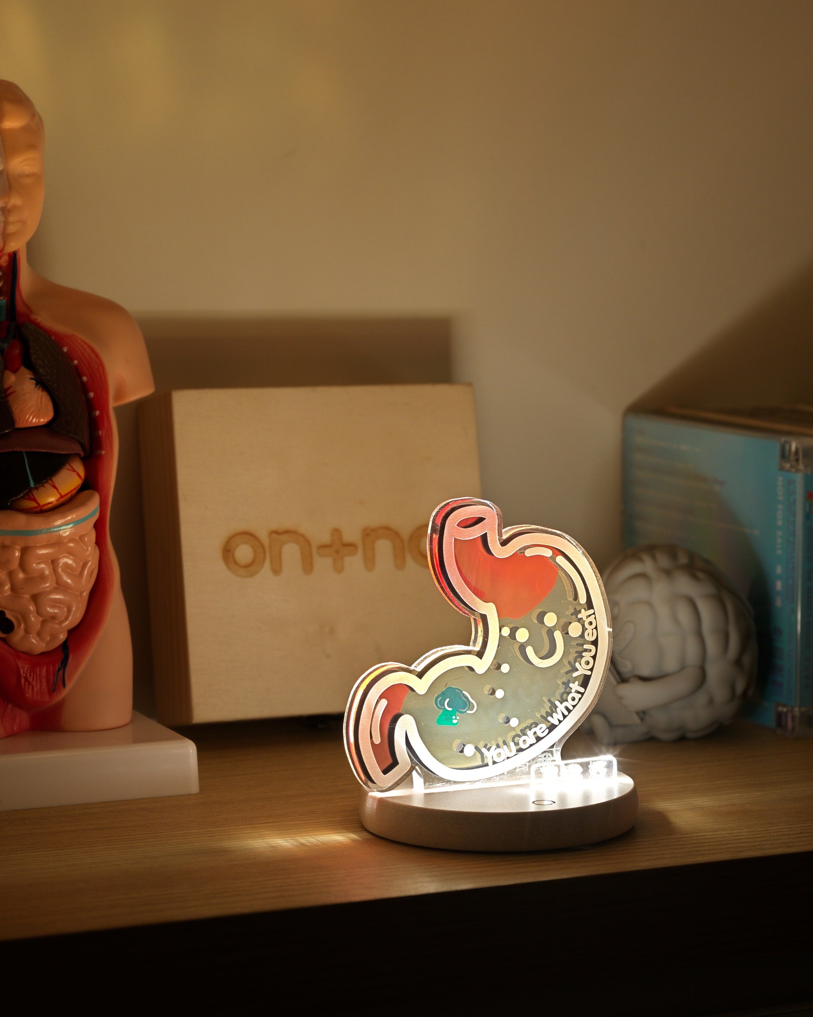 night-light-stomach-02